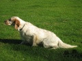 Setter Anglais USSAN DU MAS D'EYRAUD Setter Anglais USSAN DU MAS D'EYRAUD